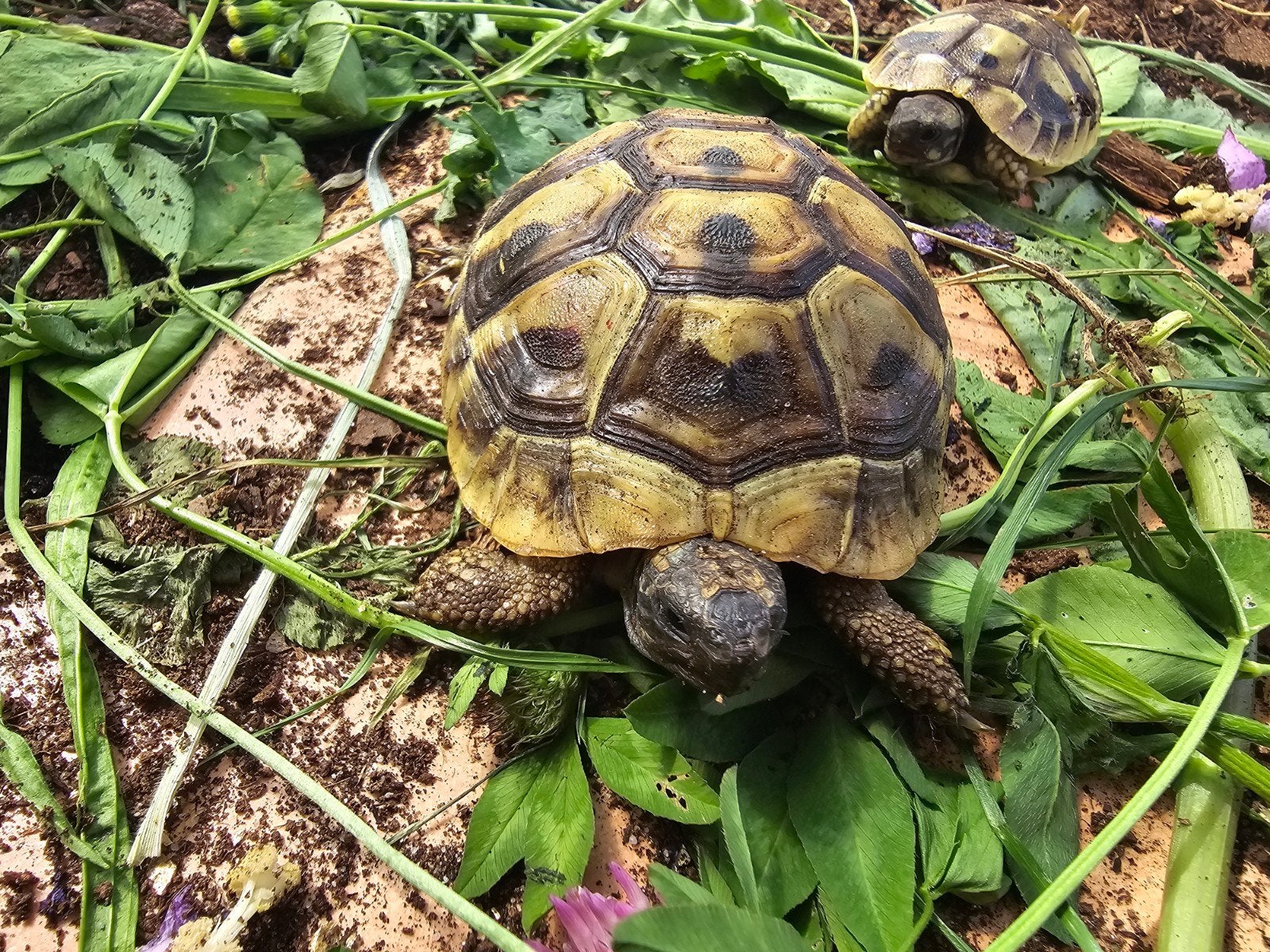 Nakweek Griekse landschildpadden Tortoise photo 8