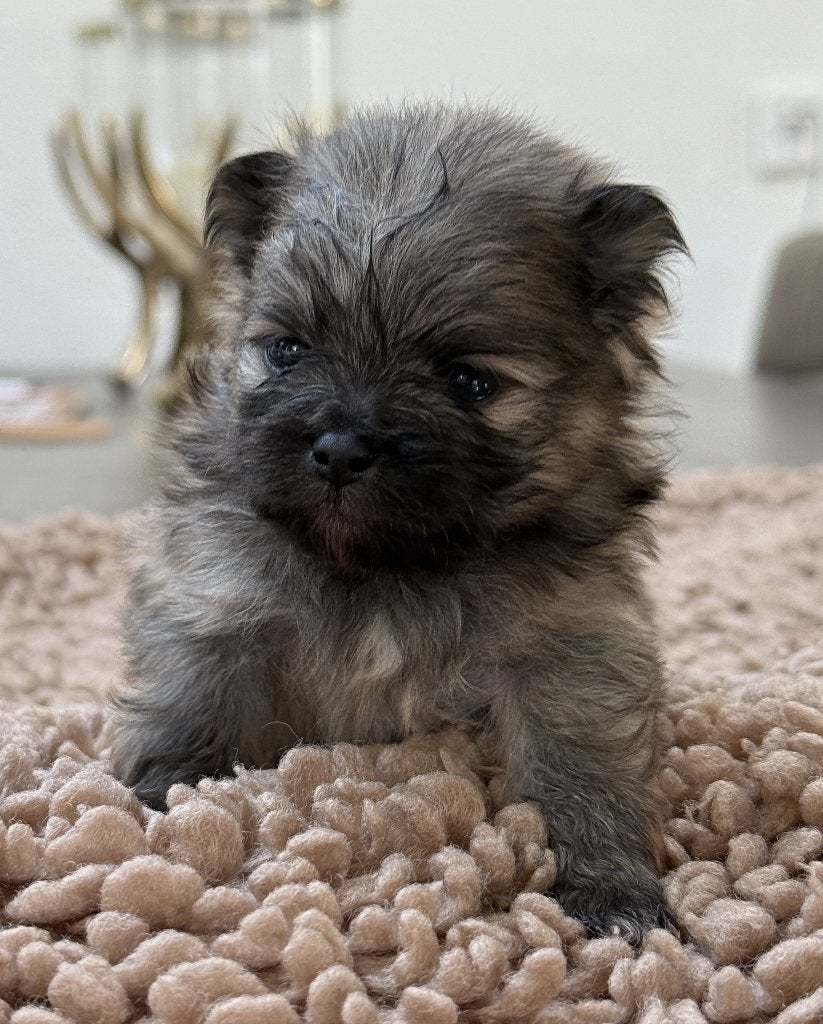DWERGKEES/POMERIAAN PUPS, Keeshond, CDV (hondenziekte), 8 tot 15 weken, Meerdere