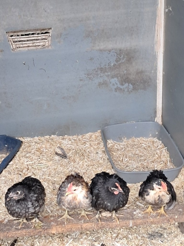 serama s koppeltje, Dieren en Toebehoren, Pluimvee, Kip, Meerdere dieren