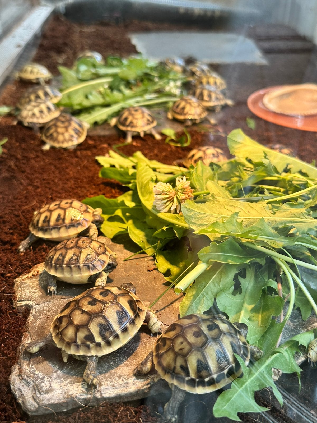 Prachtige, gezonde Griekse Landschildpadden. Nakweek 2026 ! Tortoise photo 5
