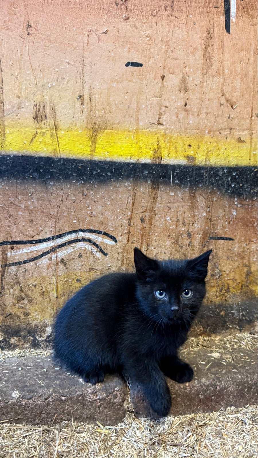 Boerderij kittens.
