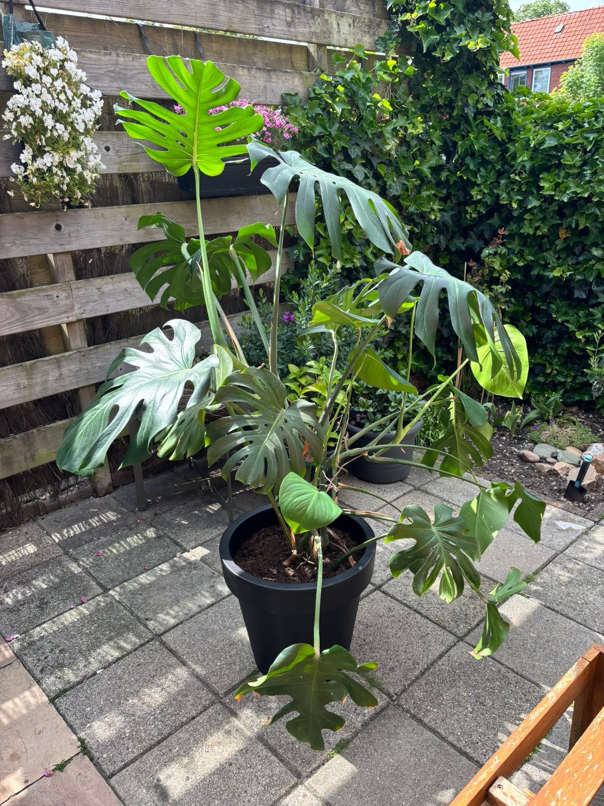 Monstera kamerplant, Ophalen, Overige soorten, Volle zon