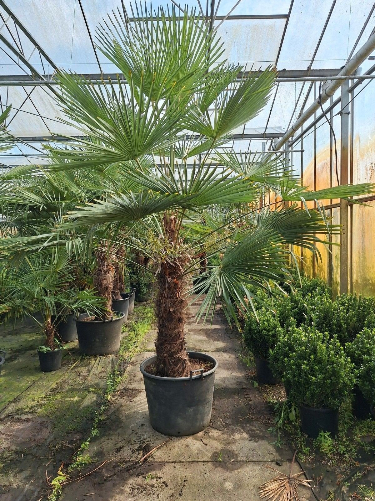 Trachycarpus fortunei/palmboom, Ophalen, Volle zon