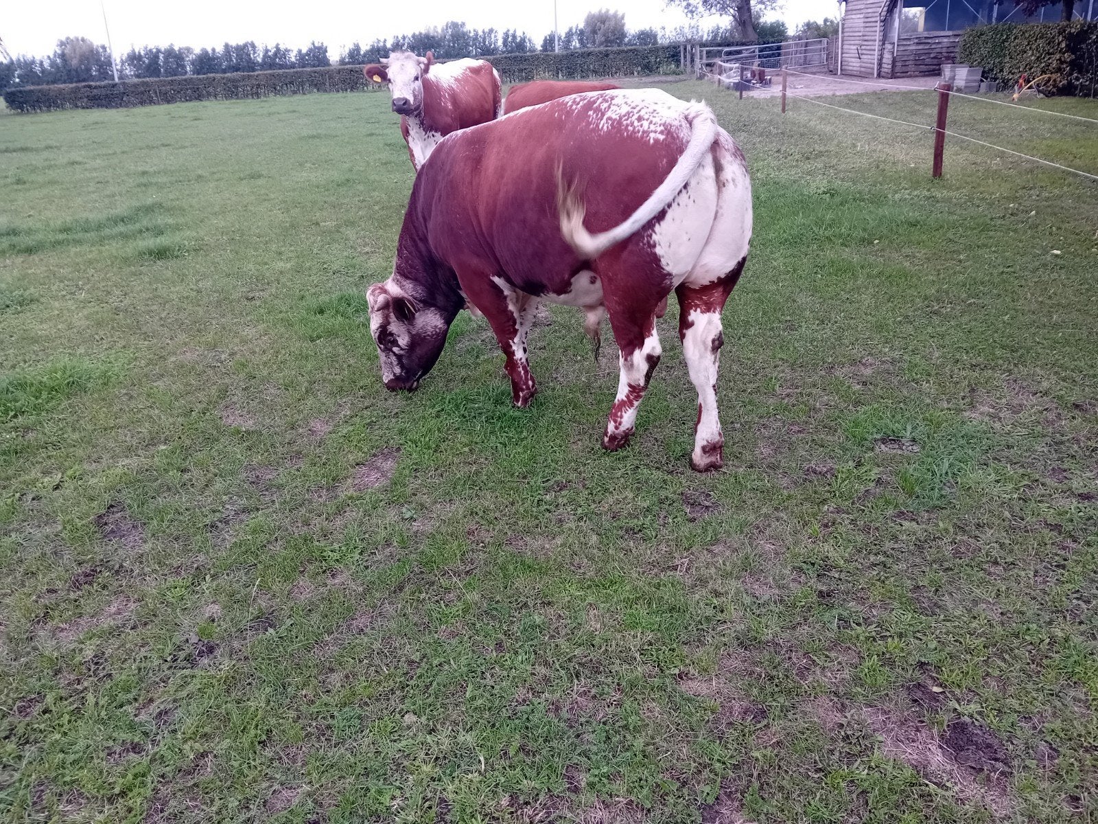 witrug witrik dekstier, Dieren en Toebehoren, Mannelijk, 0 tot 2 jaar