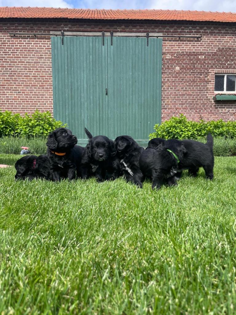 Golden retriever/friese stabij pups, Golden retriever, Parvo, 8 tot 15 weken, Meerdere