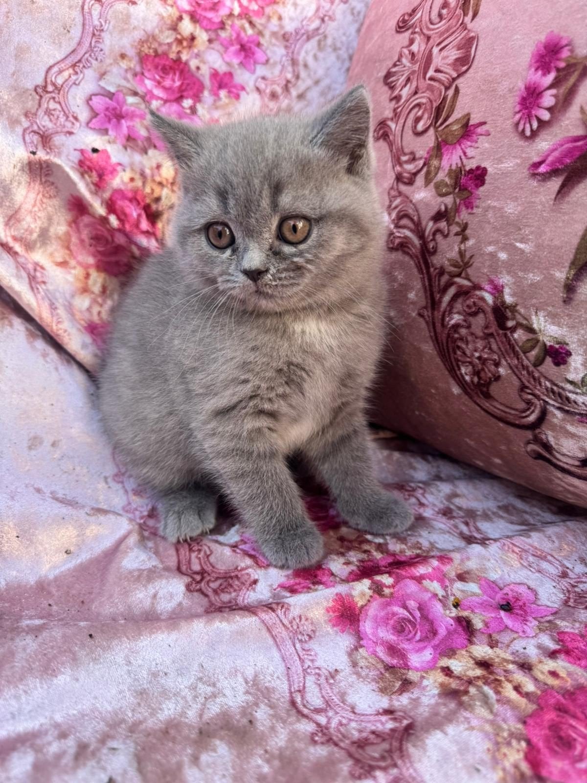 2 prachtige Brits korthaar kittens Te Koop, Dieren en Toebehoren, Poes, Ontwormd, 0 tot 2 jaar