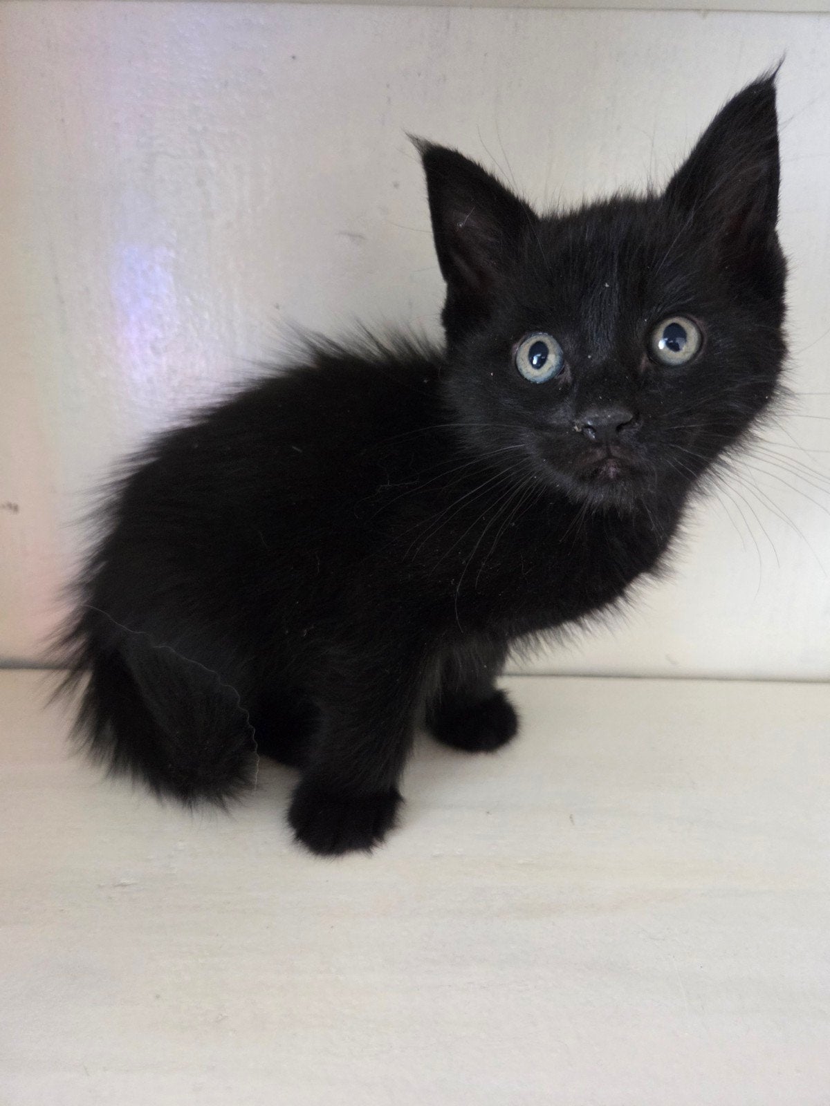 twee leuke kittens te koop