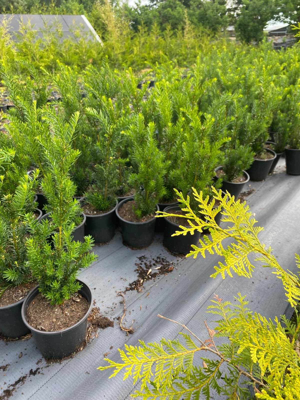 Taxus baccata 70cm in20cmpot een prima buxus vervanger €3, Tuin en Terras, Planten | Struiken en Hagen, Ophalen, Taxus, Minder dan 100 cm