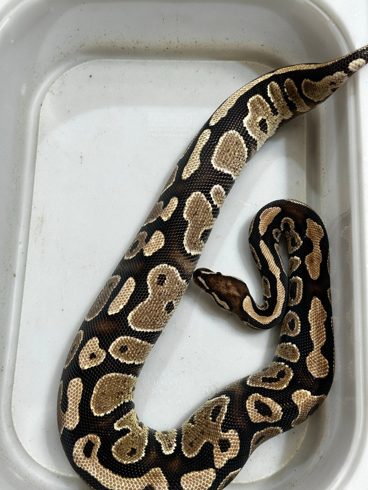 Python regius - Koningspython Ball Python - unknown for sale from Dierenspeciaalzaak Reerink