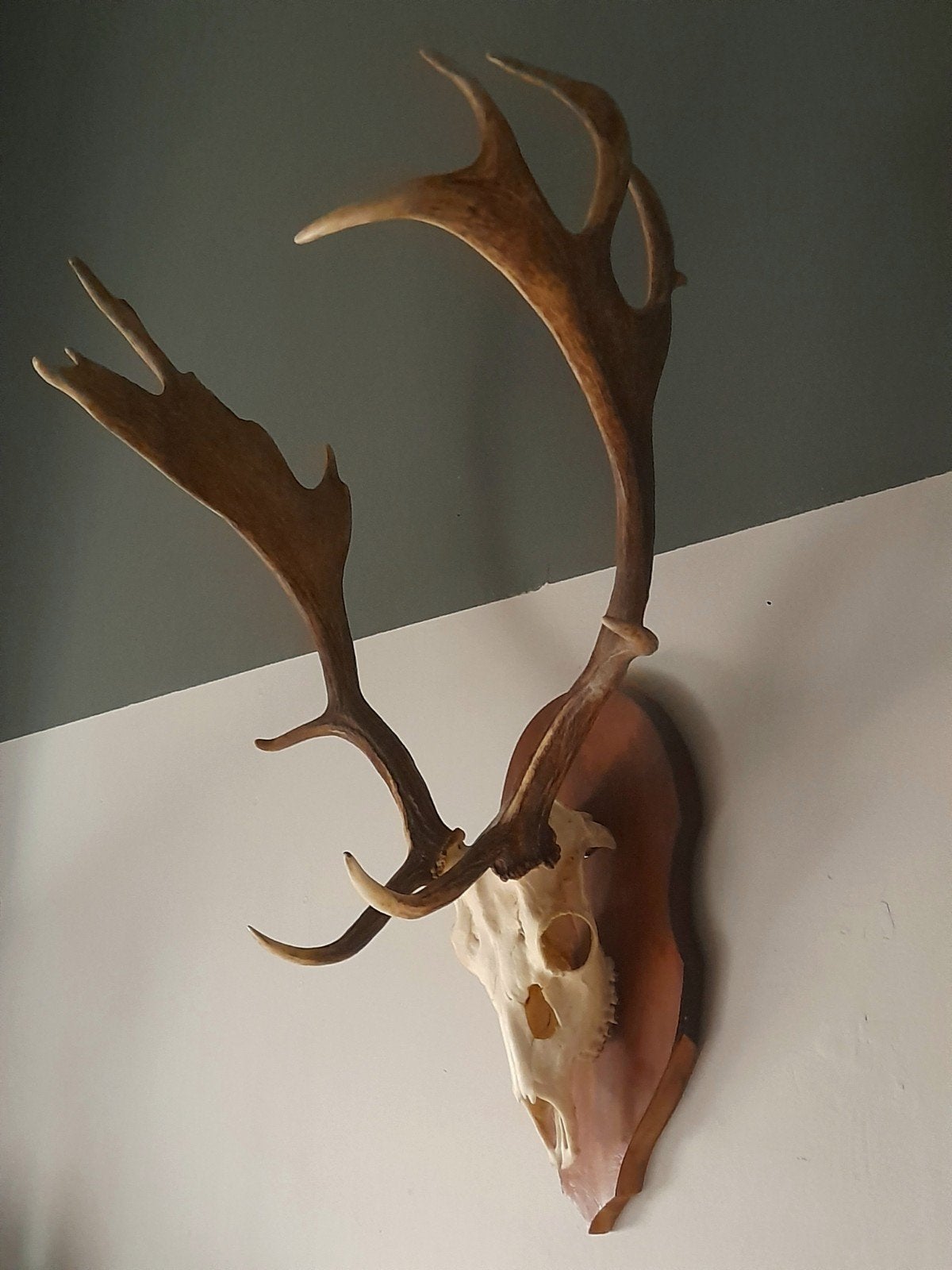 Een echte groote Hertengewei met schedel op houten schild, Verzamelen, Ophalen, Gebruikt, Hert, Gewei of Kop