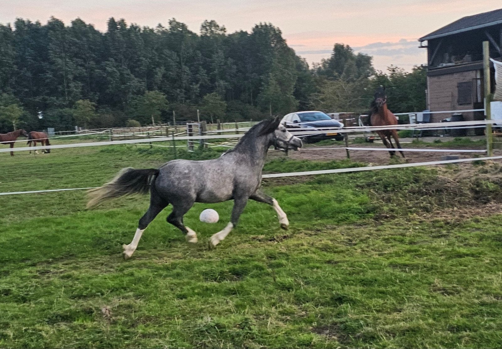 prachtige 3 jarige stamboek welsh A ruin, Dieren en Toebehoren, Met stamboom, Ruin, Zadelmak, A pony (tot 1.17m)