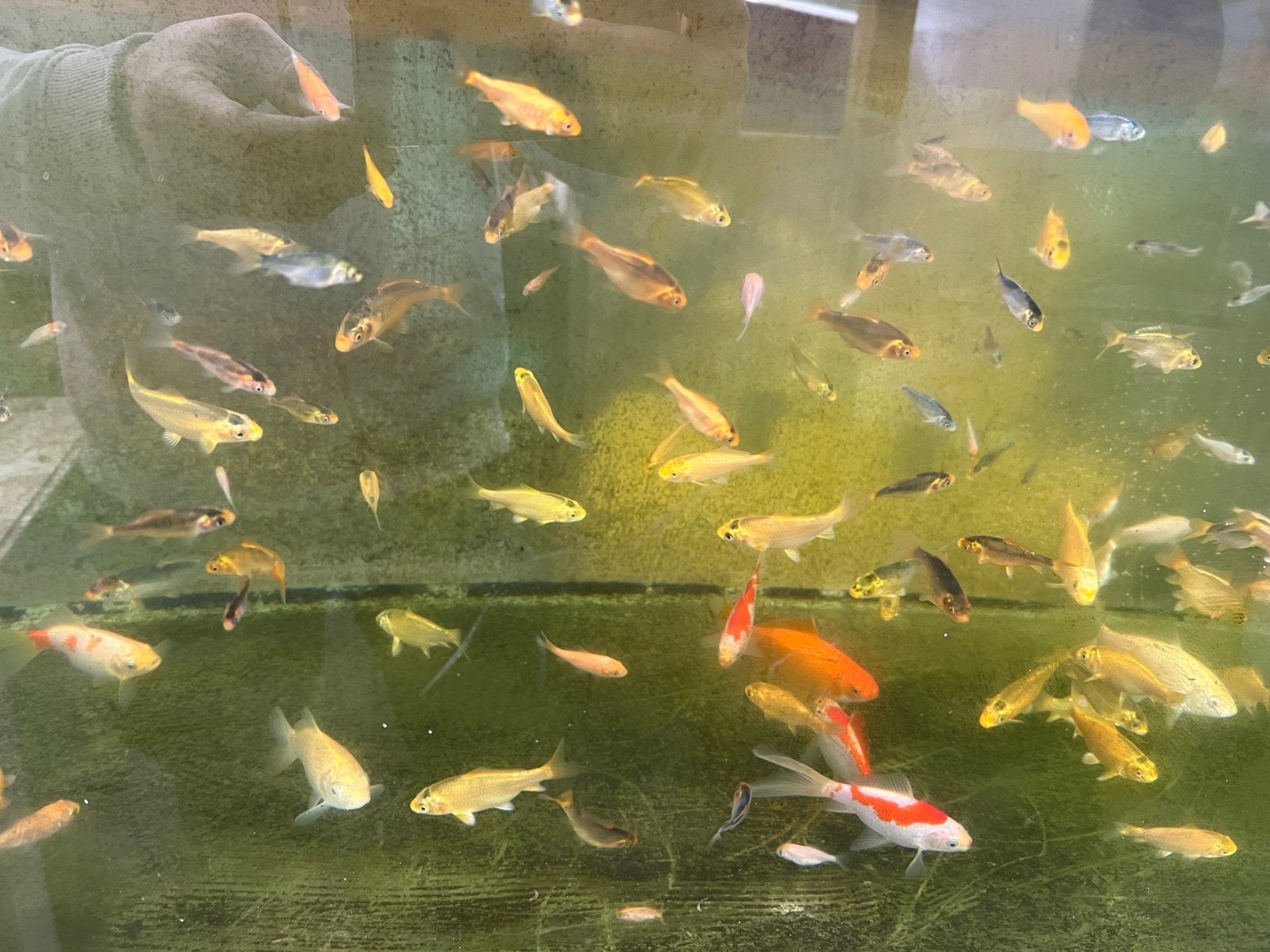 Japanse koi eigenkweek Gosanke Kujaku Benigoi etc mix, Dieren en Toebehoren, Karper of Koi