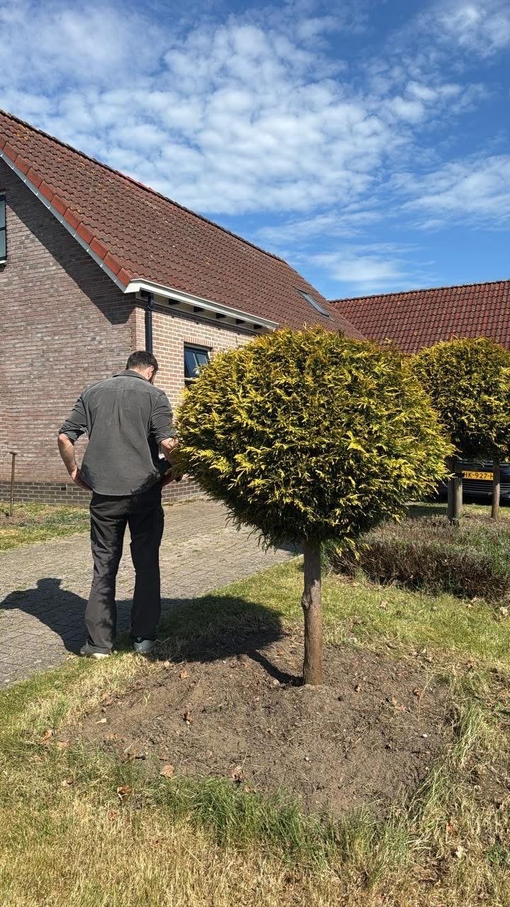 Leylanddi bolboom op stam. 180cm groot., Bloeit niet, 100 tot 250 cm, Ophalen, Volle zon