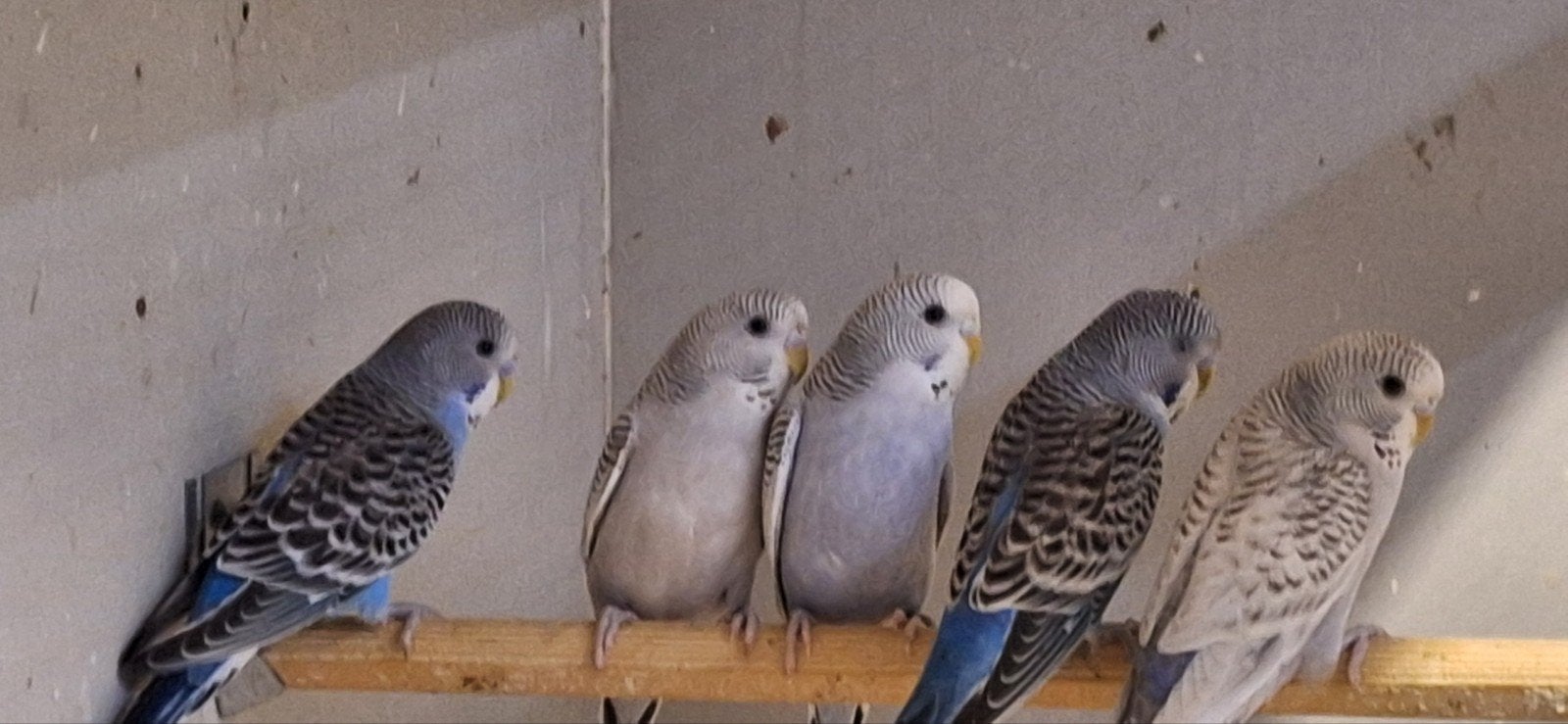 7 jonge grasparkieten, Dieren en Toebehoren, Vogels | Parkieten en Papegaaien, Meerdere dieren, Parkiet