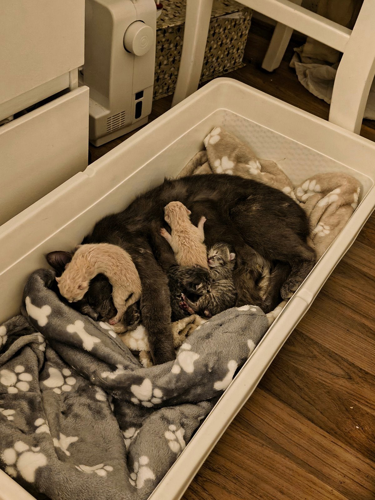 Four lovely kittens looking for a home  ️

We are, Dieren en Toebehoren, Poes