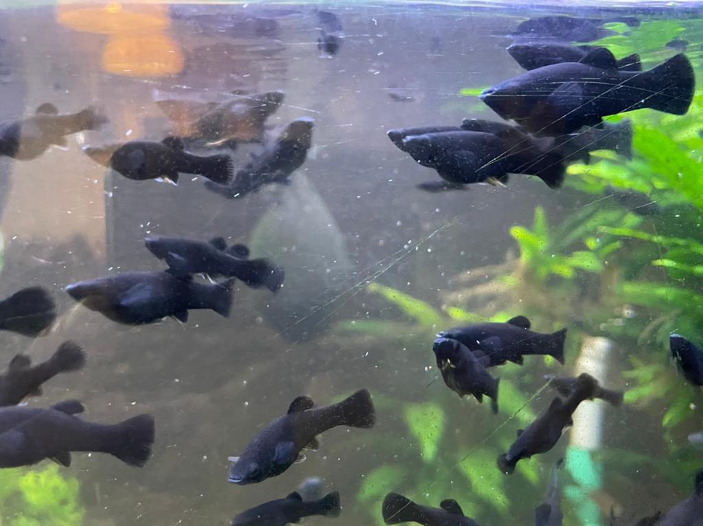Black Molly aquarium vissen, Vis