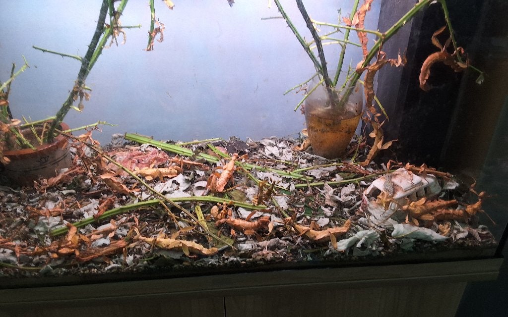 Ik heb nog mooie wandeldel takken gratis, Ophalen, Zo goed als nieuw, Terrarium of Paludarium