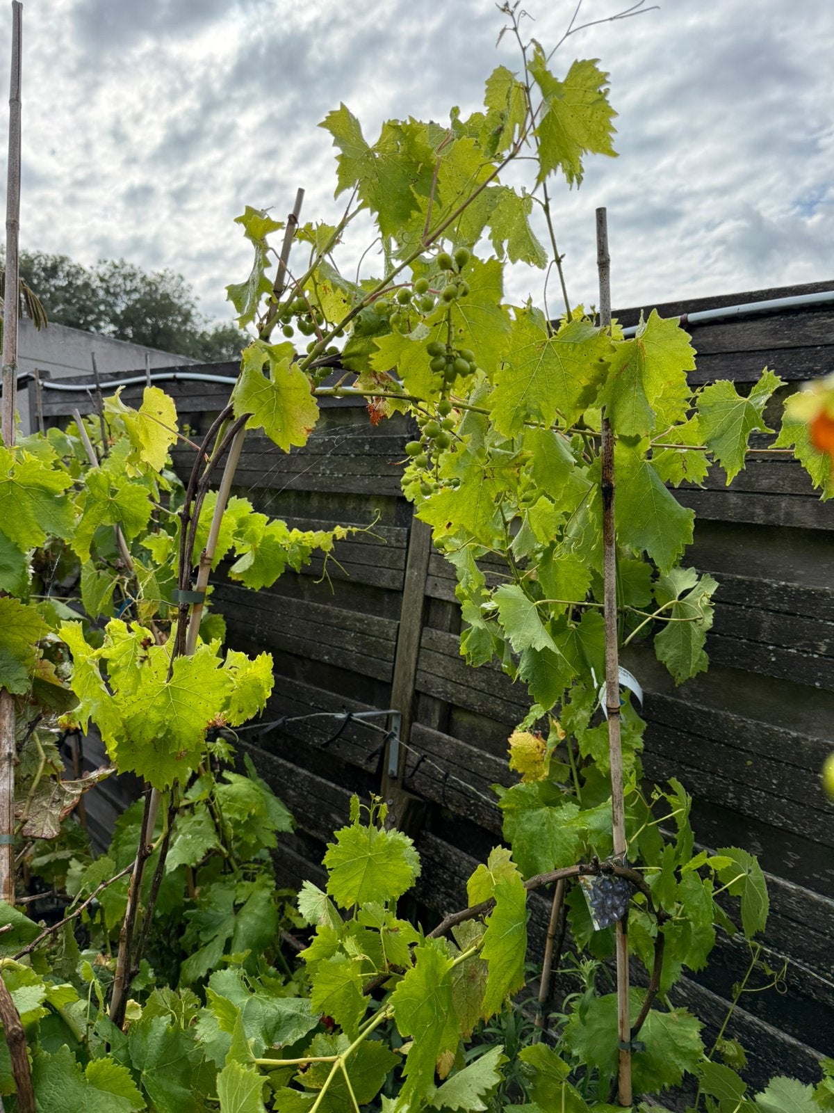 Blauwe druiven voor de hand italiaanse import lange planten, Ophalen, Volle zon, Vaste plant, Zomer