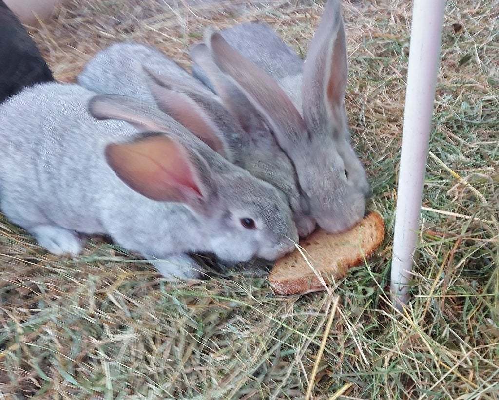 Jonge Vlaamse Reuzen, Dieren en Toebehoren, Konijnen, Meerdere dieren, Groot, 0 tot 2 jaar