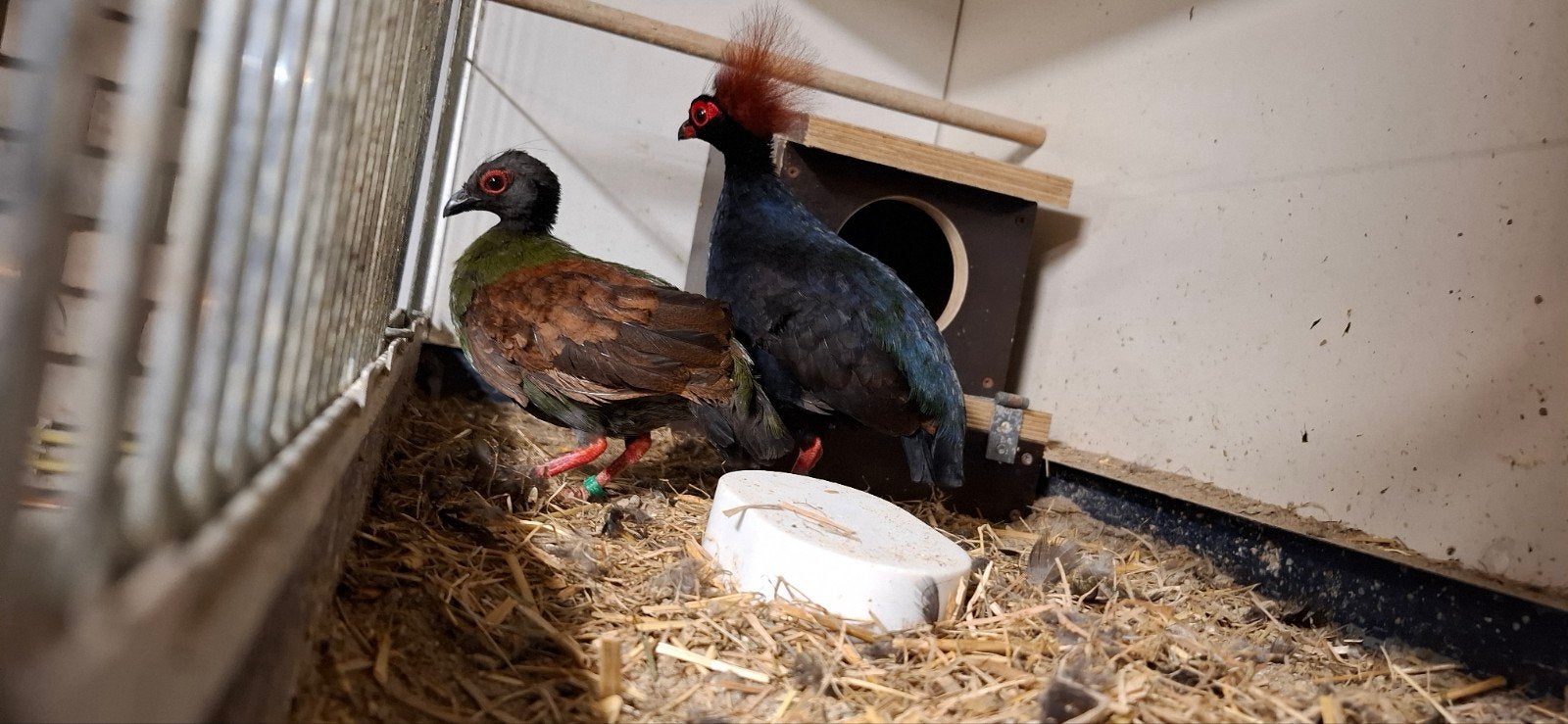 kweek koppel roulroul, Dieren en Toebehoren, Vogels | Overige Vogels, Meerdere dieren