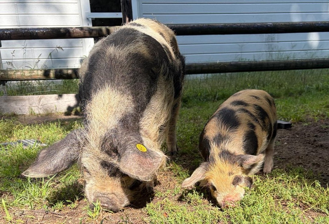Kune kune biggetje, Dieren en Toebehoren, Schapen, Geiten en Varkens, Mannelijk, Varken, 0 tot 2 jaar