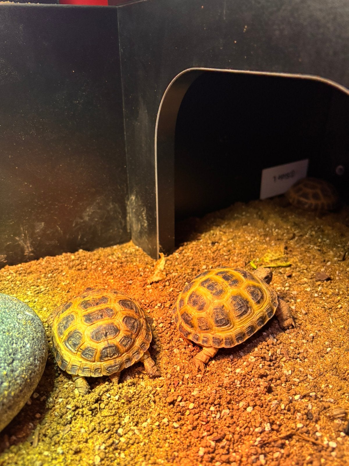 Russische vierteen schildpad Tortoise photo 2