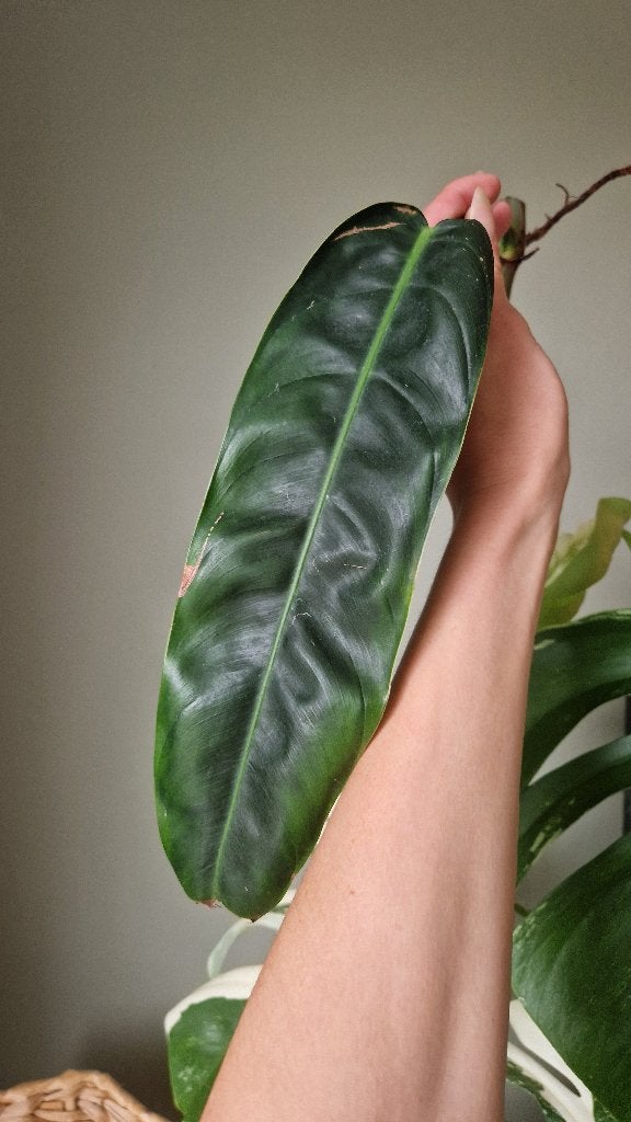 Philodendron Patriciae stek, Huis en Inrichting, Kamerplanten, Ophalen of Verzenden, Halfschaduw, Minder dan 100 cm