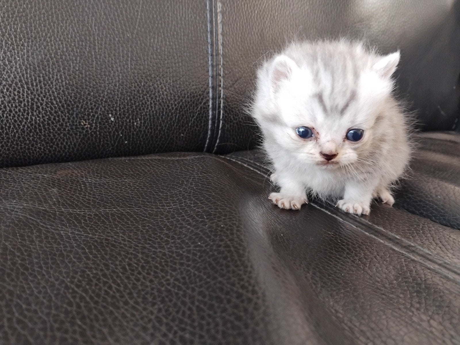 Brits korthaar kitten blue tabby Blauwe ogen, Dieren en Toebehoren, Meerdere dieren, Kortharig, 0 tot 2 jaar