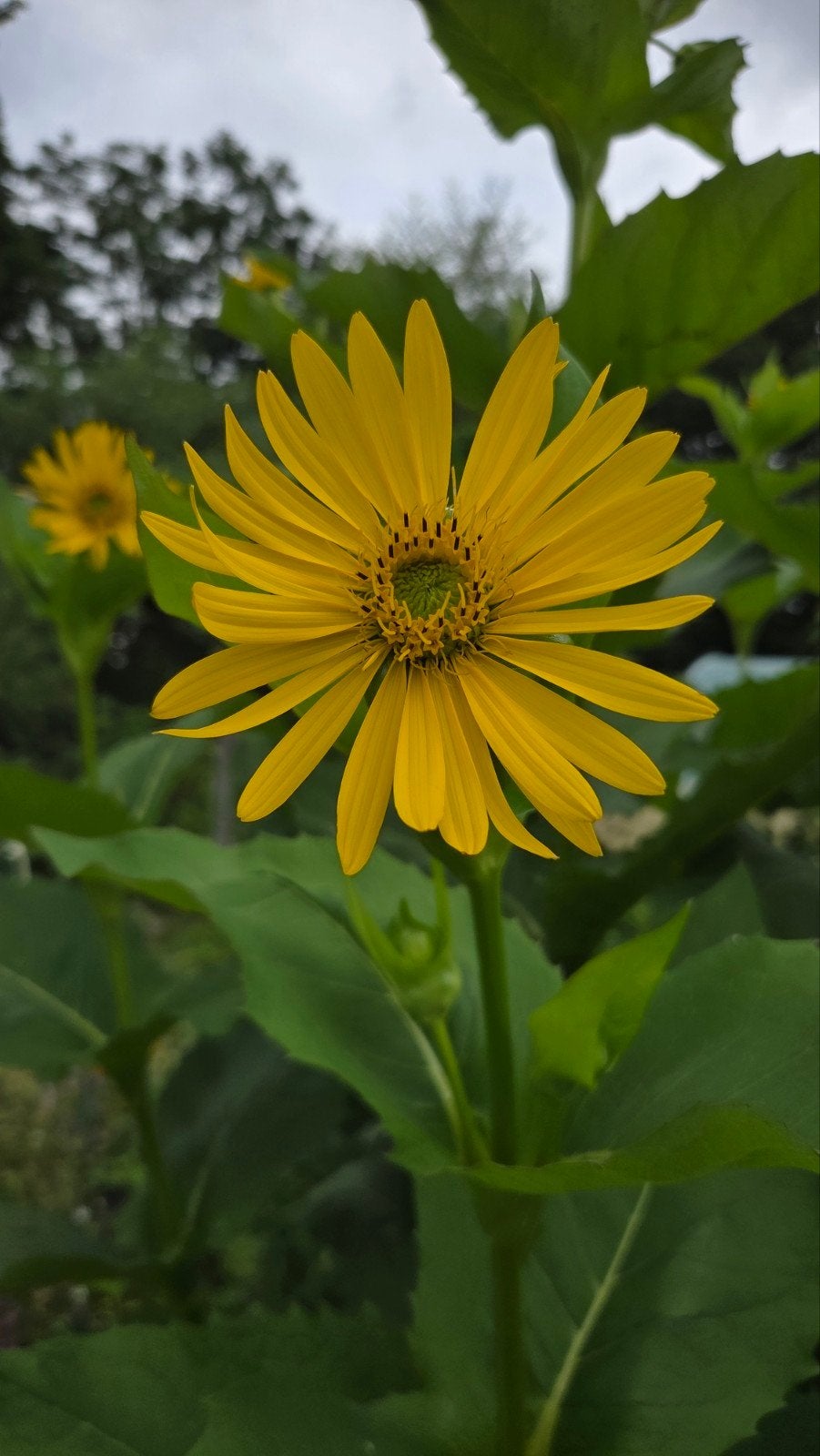 Silphium perfoliatum zaden, Ophalen of Verzenden, Volle zon