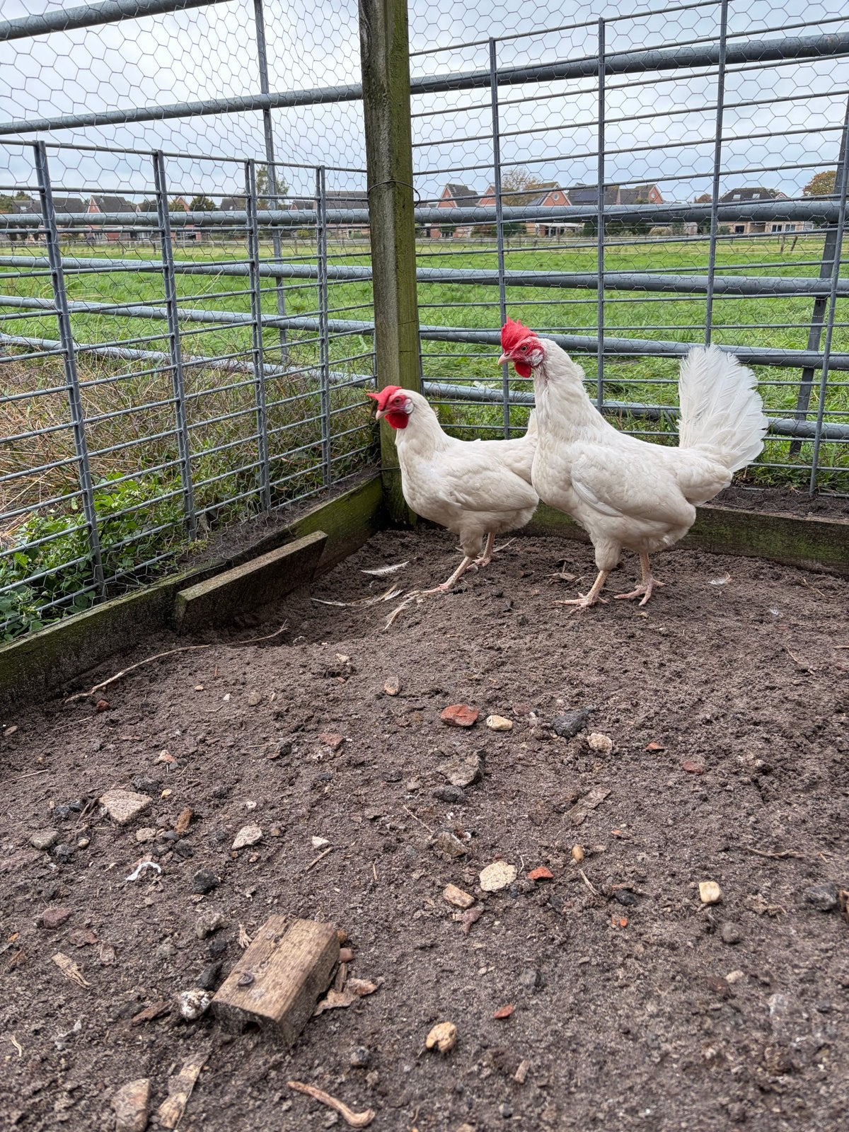 Te koop 2 witte leghennen, Dieren en Toebehoren, Vrouwelijk, Kip