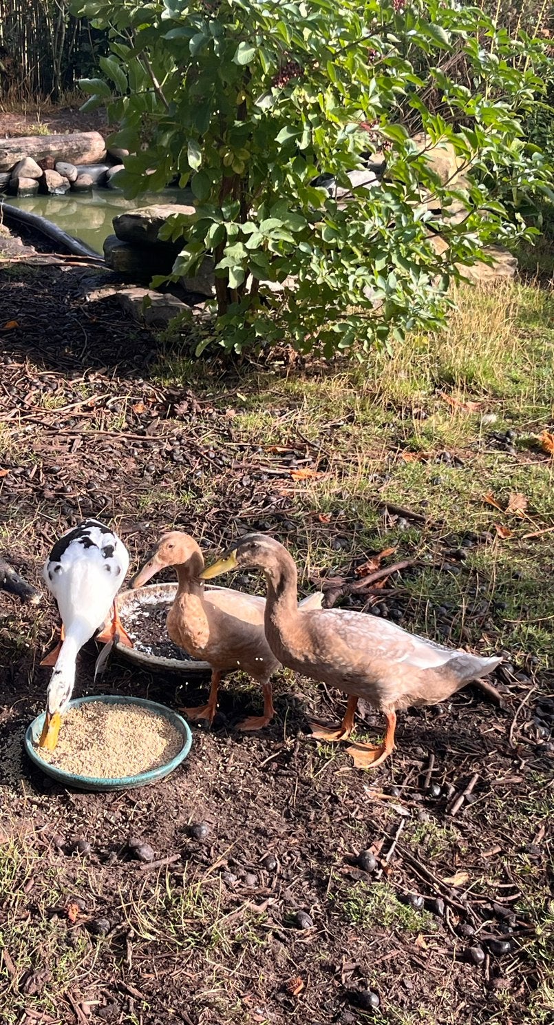 Indische loopeendjes te koop, Dieren en Toebehoren, Meerdere dieren