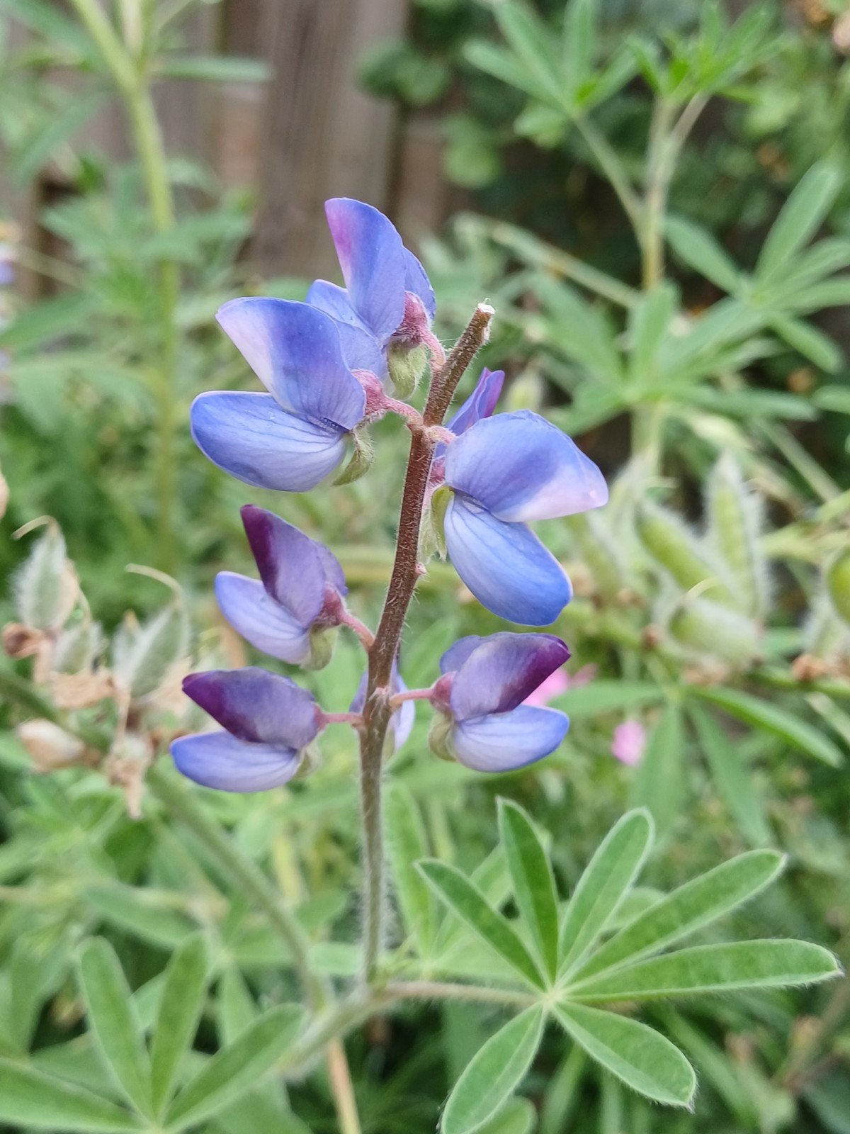 Lupine Hartwegii, Ophalen of Verzenden, Voorjaar, Volle zon, Zaad