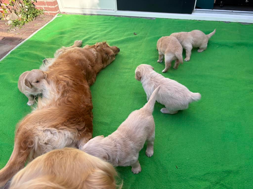 Golden retriever pups, Dieren en Toebehoren, Honden | Retrievers, Spaniëls en Waterhonden, Golden retriever, 8 tot 15 weken, Parvo