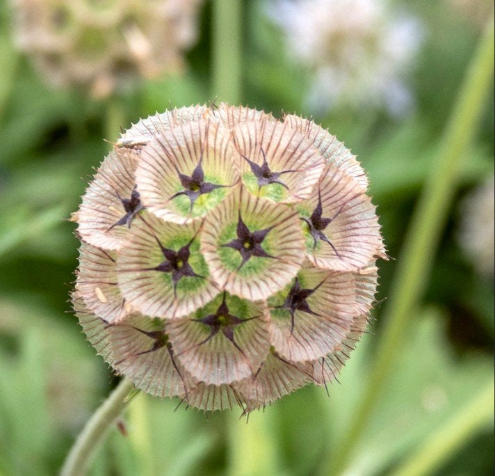 Zaden Duifkruid - Scabiosa Stellata 'drumsticks', Tuin en Terras, Bloembollen en Zaden, Volle zon, Verzenden