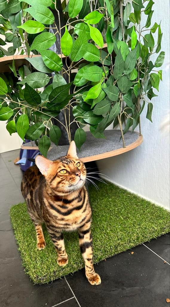 Prachtige bengaal dekkater met stamboom, draagt snow lynx
