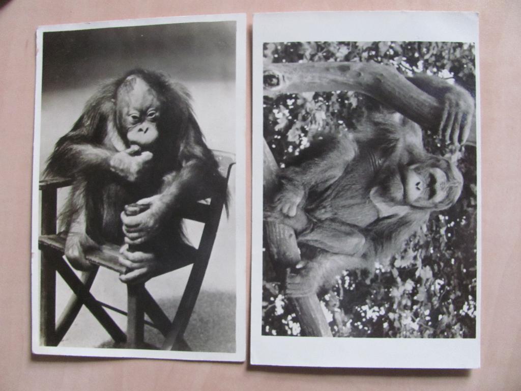Orang Oetan 'Piet' (Sumatra en Pim'' ( Borneo) 1941, Ophalen of Verzenden, 1940 tot 1960, Gelopen