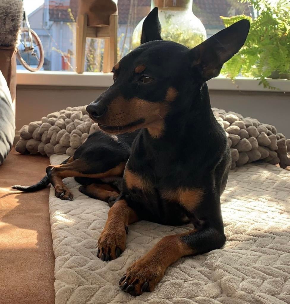 DEKREU dwergpincher black and tan, Dieren en Toebehoren, Honden | Dekreuen, 6 jaar of ouder, Reu, Eén hond, Nederland