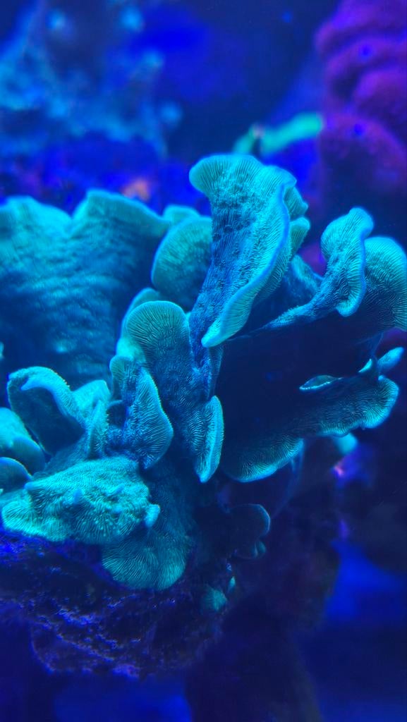 Koraal stekjes, Dieren en Toebehoren, Vissen | Aquariumvissen, Overige typen, Zoutwatervis, Schoolvis