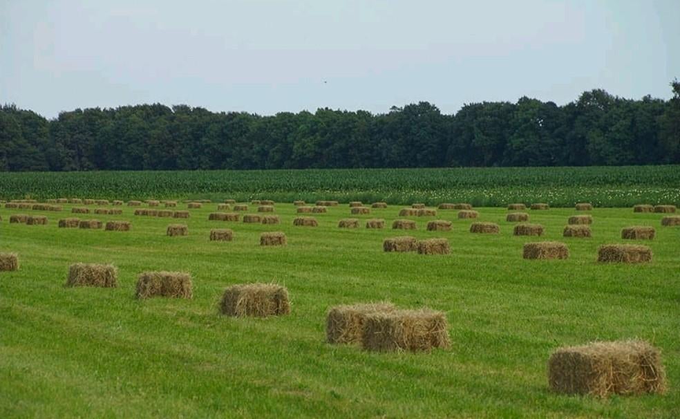 GEZOCHT: hooi van het land 2026, Dieren en Toebehoren, Ophalen, Vee