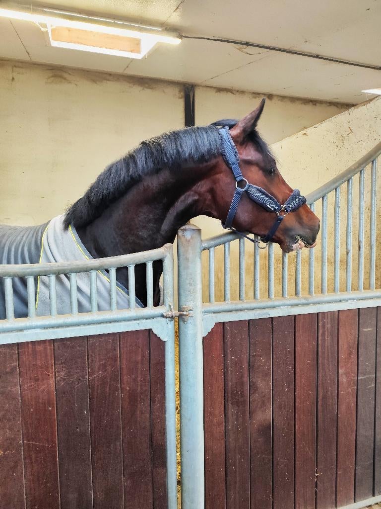 Paardestalling gezocht, Weidegang, 4 paarden of pony's of meer