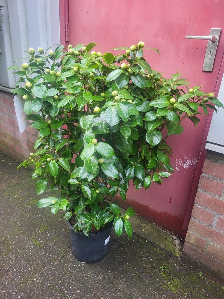Cammelia planten spotgoedkoop, Ophalen of Verzenden, Overige soorten, Minder dan 100 cm
