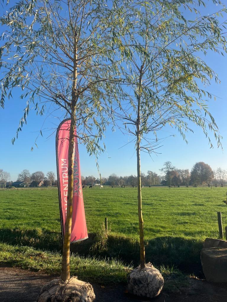 Treurwilg, Salix sepulcralis 'Chrysocoma' in 2 maten!!, Tuin en Terras, Ophalen, Winter, 400 cm of meer, Treurboom