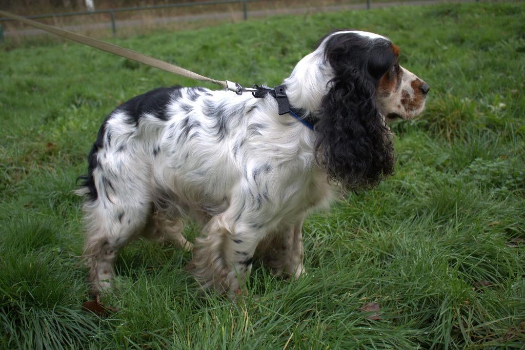 Cockerspaniel dekreu vader en zoon beschikbaar, Reu, Parvo, Eén hond, 3 tot 5 jaar