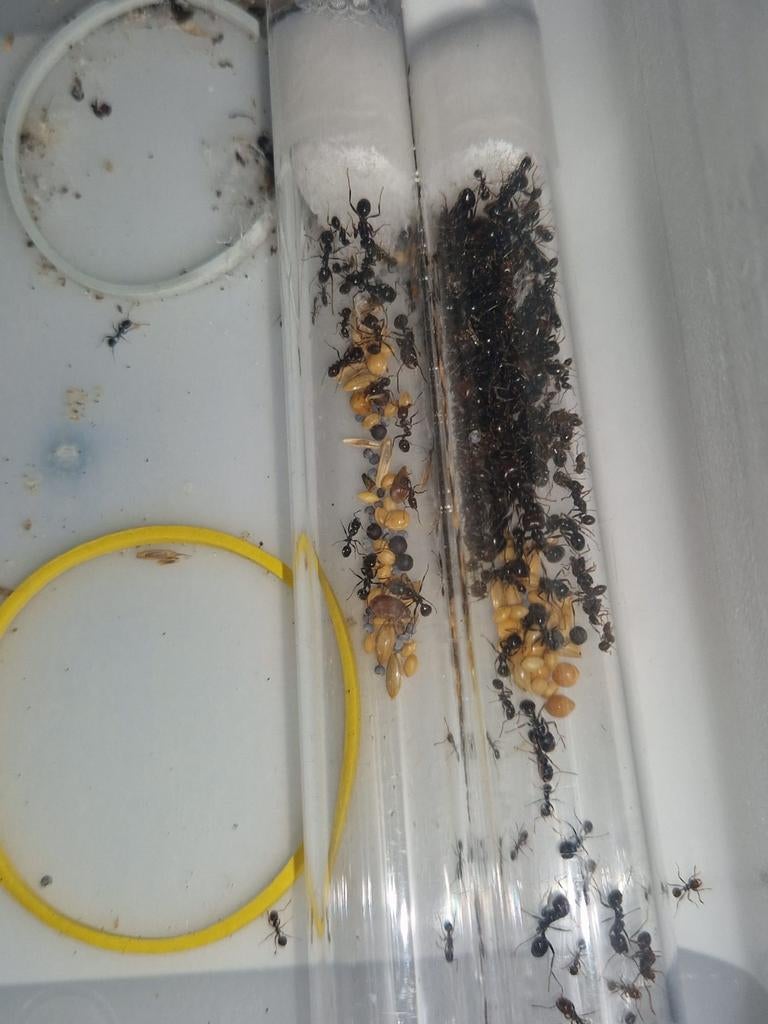 Messor barbarus 1q 70-150w | oogstmieren ants mierenkolonie, Mieren
