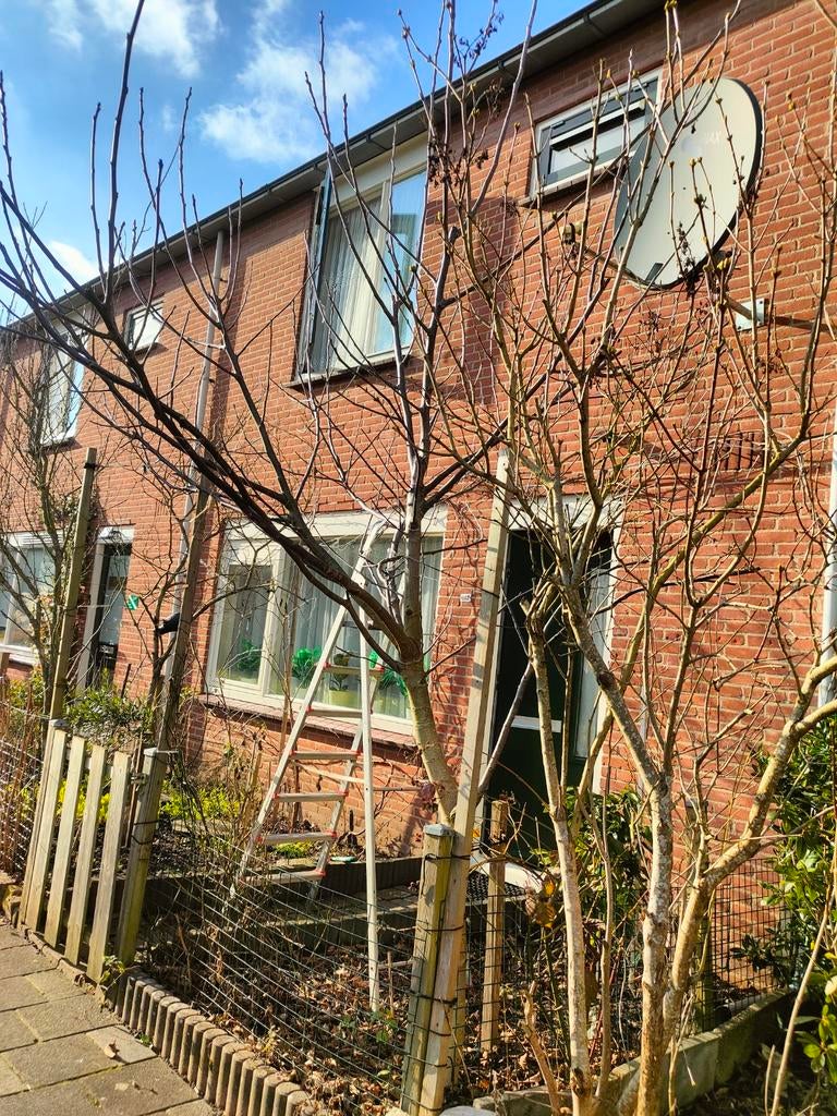 Grote Walnootboom (5m, 7 jaar oud), Tuin en Terras, Planten | Bomen, Overige soorten, Lente, 400 cm of meer, Ophalen