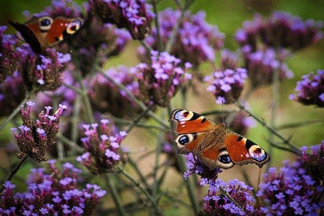Bio zaden Ijzerhard (stijf) Lollipop - Verbena bonariensis, Verzenden, Voorjaar, Volle zon, Zaad