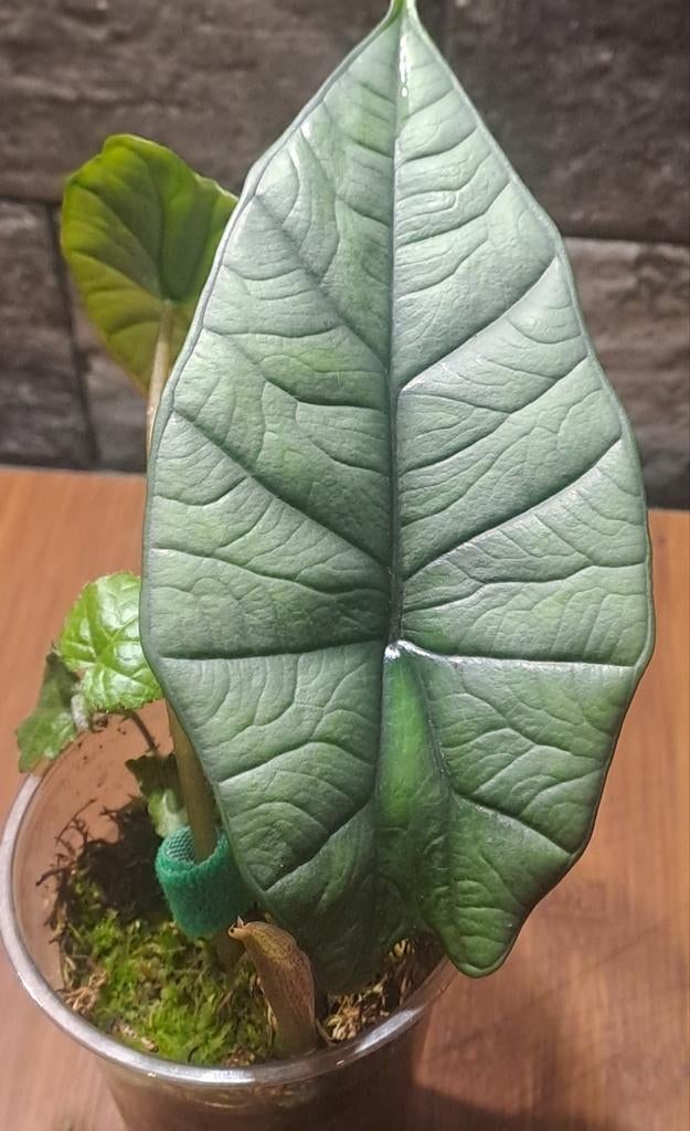 Alocasia Platinum, Ophalen of Verzenden, Halfschaduw, Minder dan 100 cm