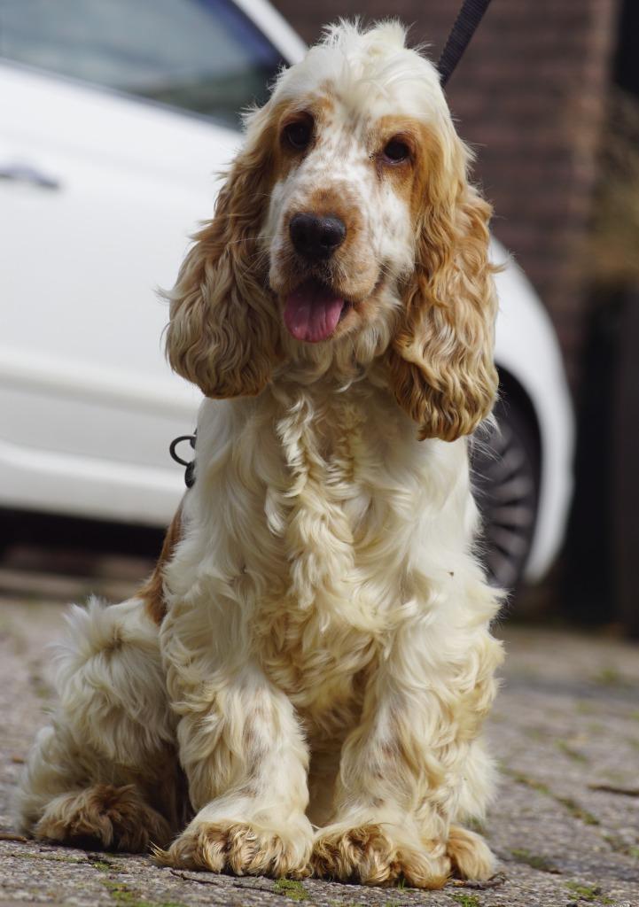 Dekreu: Engelse Cockerspaniel met Stamboom en DNA Getest, Dieren en Toebehoren, Reu, 1 tot 2 jaar, Buitenland, Parvo