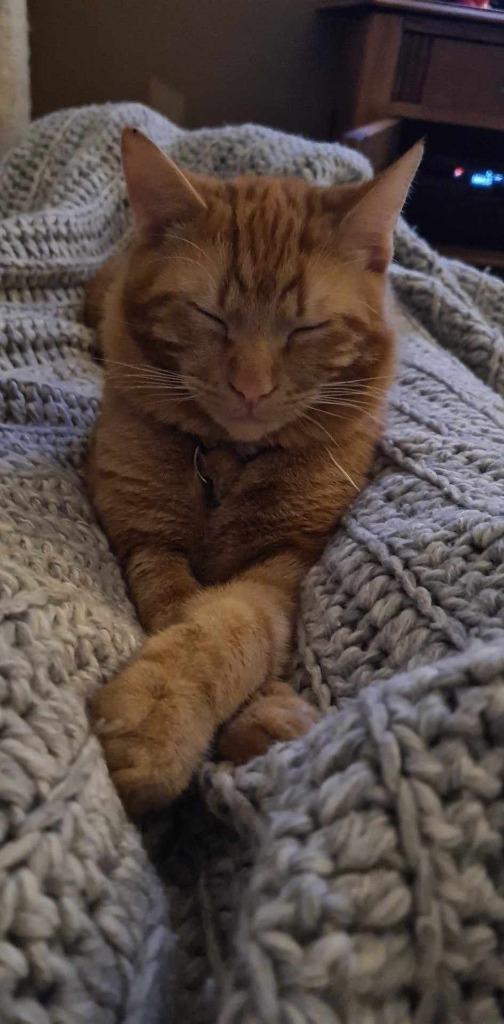 Knul rode dek kater(niet te koop), 0 tot 2 jaar