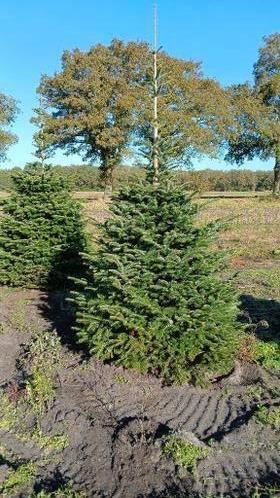 DEN, Abies nordmanniana Nordmannspar Zilverspar Solitair, Overige soorten, Volle zon, Vaste plant, Ophalen of Verzenden